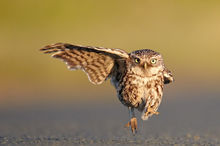 镜头前的猫头鹰