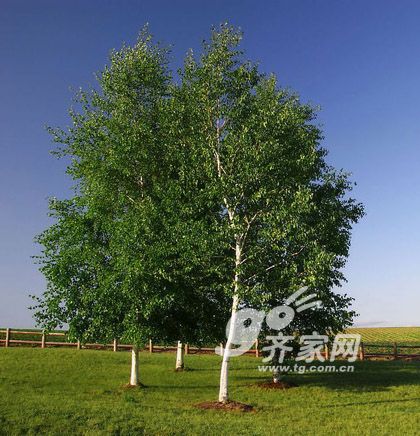 家具材种百科：西南桦木树种介绍