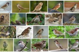 麻雀（文鸟科麻雀属鸟类）麻雀虽小，五脏俱全